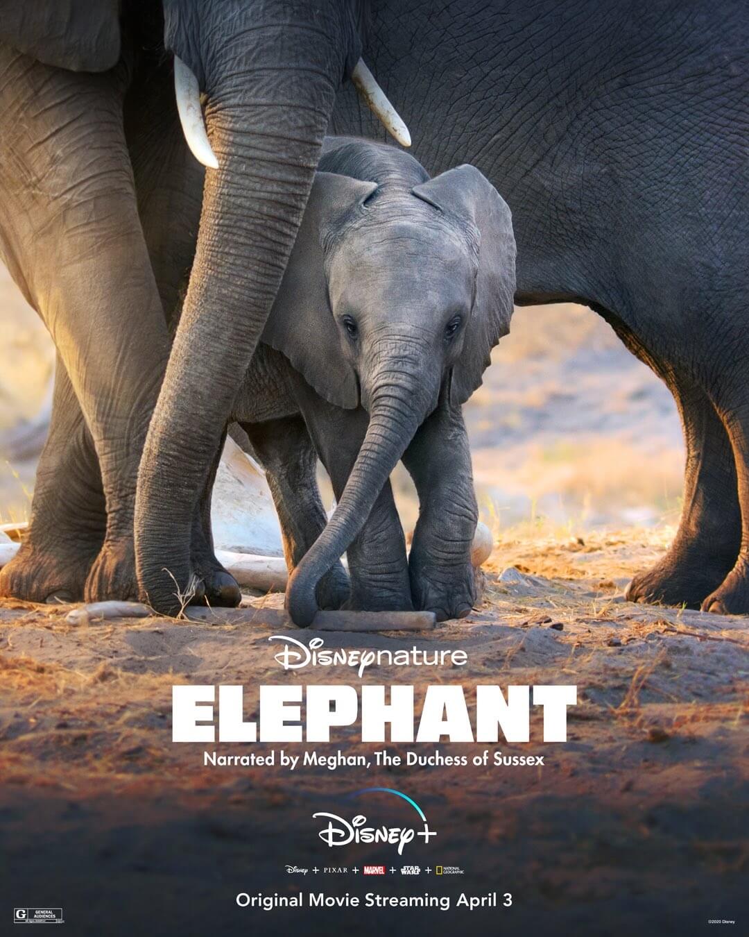 სპილო / Elephant ქართულად